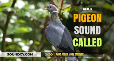 Understanding the Unique Vocalizations: What is Pigeon Sound Called?
