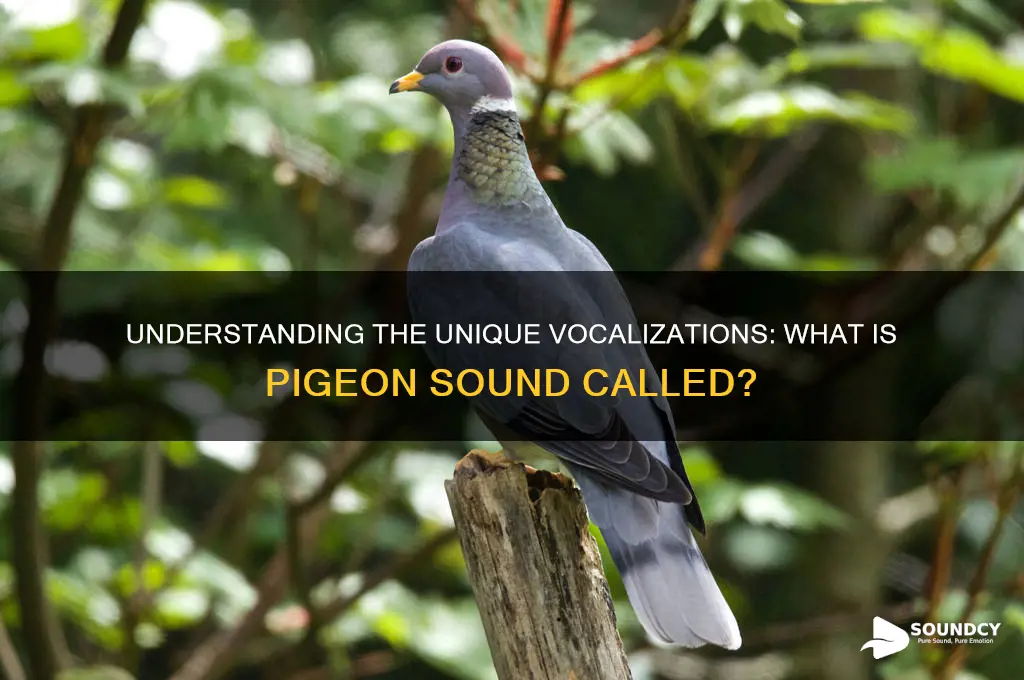 what is pigeon sound called