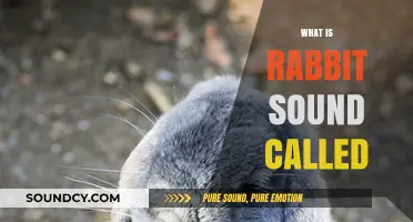 Understanding Rabbit Communication: What Is the Sound Rabbits Make Called?