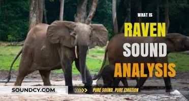 Understanding Raven Sound Analysis: Techniques, Applications, and Insights