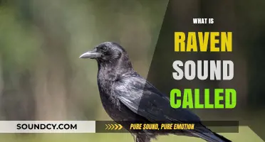 Unveiling the Mystery: What is the Unique Raven Sound Called?