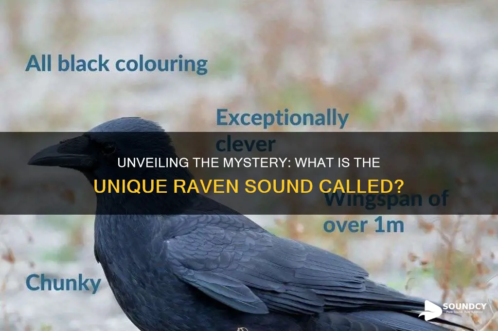 what is raven sound called