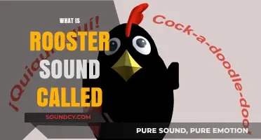 Understanding the Rooster's Crow: What is the Sound Called?