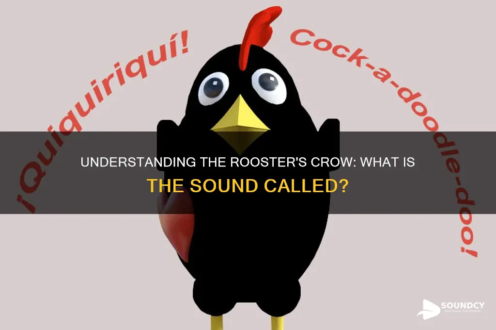 what is rooster sound called