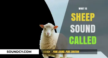 Understanding the Unique Vocalization: What is a Sheep's Sound Called?