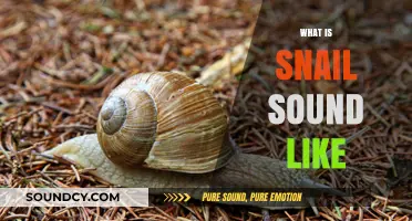 Unveiling the Mystery: What Does a Snail's Sound Really Resemble?