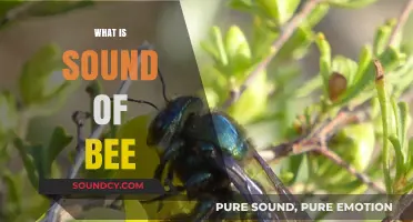 Understanding the Unique Buzz: What is the Sound of a Bee?