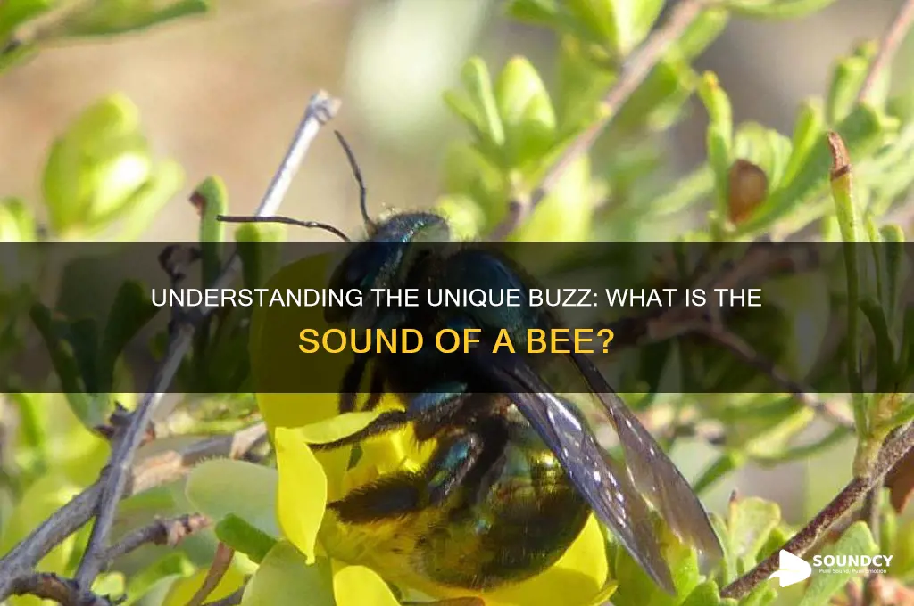 what is sound of bee