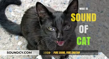 Understanding the Unique Sounds of Cats: Meows, Purrs, and More