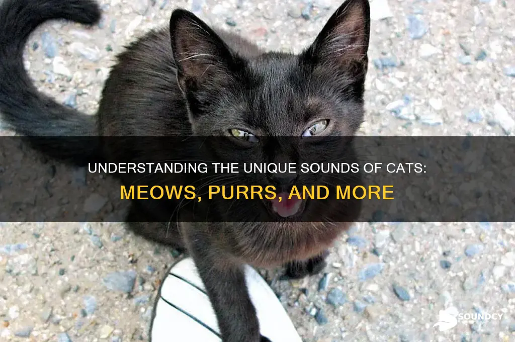 what is sound of cat