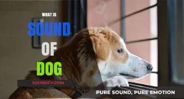 Understanding the Unique Sounds Dogs Make and What They Mean
