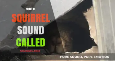 Understanding the Unique Vocalizations: What is a Squirrel Sound Called?
