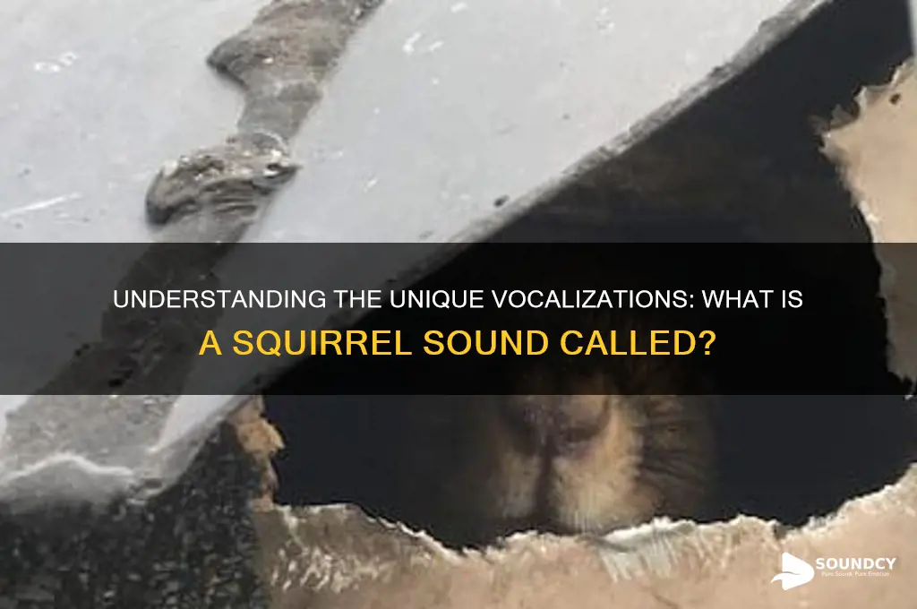 what is squirrel sound called