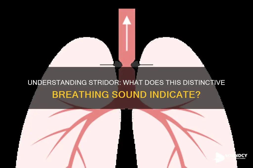 what is stridor sound like