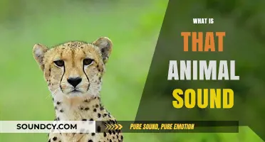 Decoding Nature's Chatter: Identifying and Understanding Common Animal Sounds