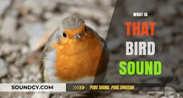 Decoding Nature's Melodies: Identifying the Bird Sounds Around You