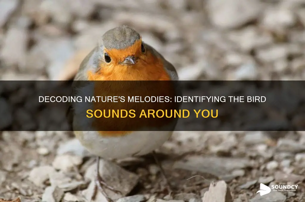 what is that bird sound