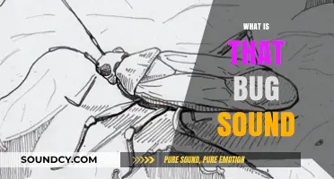 Unraveling the Mystery: What's Behind That Persistent Bug Sound?
