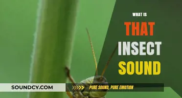 Unraveling the Mystery: Identifying the Insect Sounds Around You