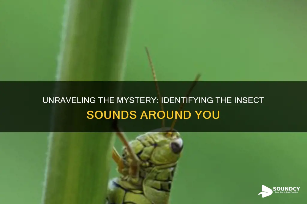 what is that insect sound