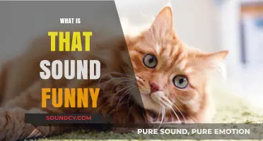 Unraveling the Mystery: What Makes That Sound So Funny?