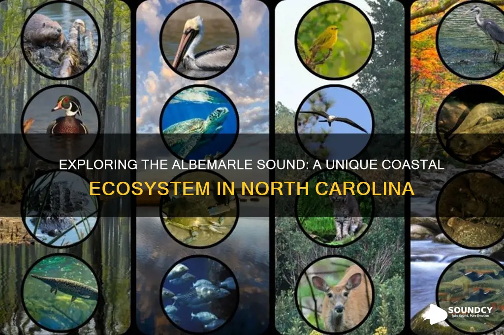 what is the albemarle sound