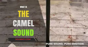 Unveiling the Unique Camel Sound: Understanding Their Vocalizations and Meaning