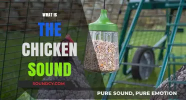Understanding the Unique Chicken Sound: Clucks, Chirps, and More Explained
