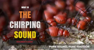 Unraveling the Mystery: What Causes the Chirping Sound Around Us?