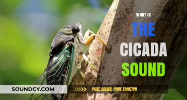 Unraveling the Mystery: What Causes the Cicada's Unique Sound?