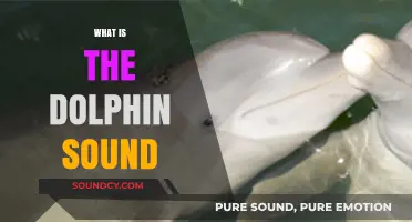 Unraveling the Mystery: Understanding the Unique Dolphin Sound Communication