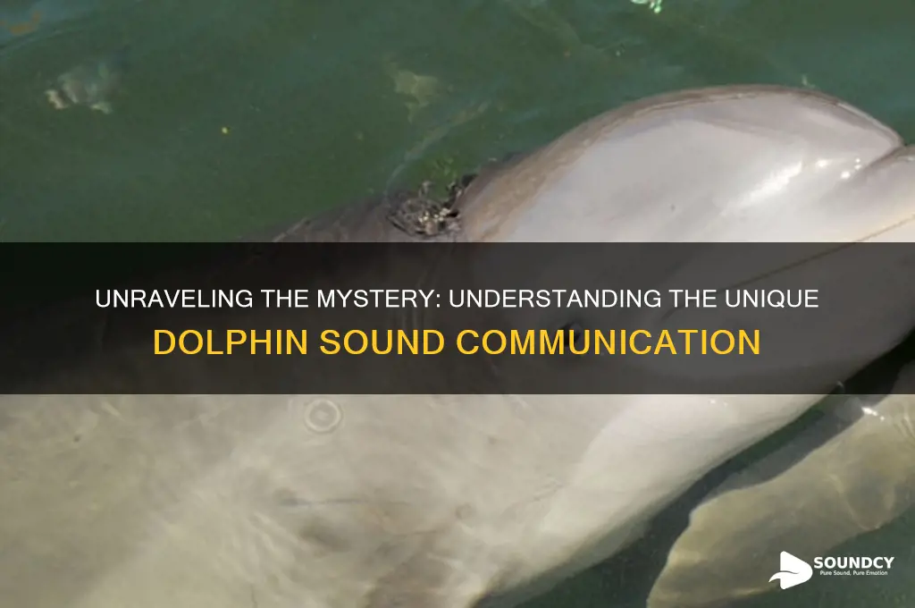 what is the dolphin sound