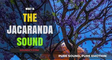 Unveiling the Mystical Jacaranda Sound: Nature's Whispering Wonder Explained