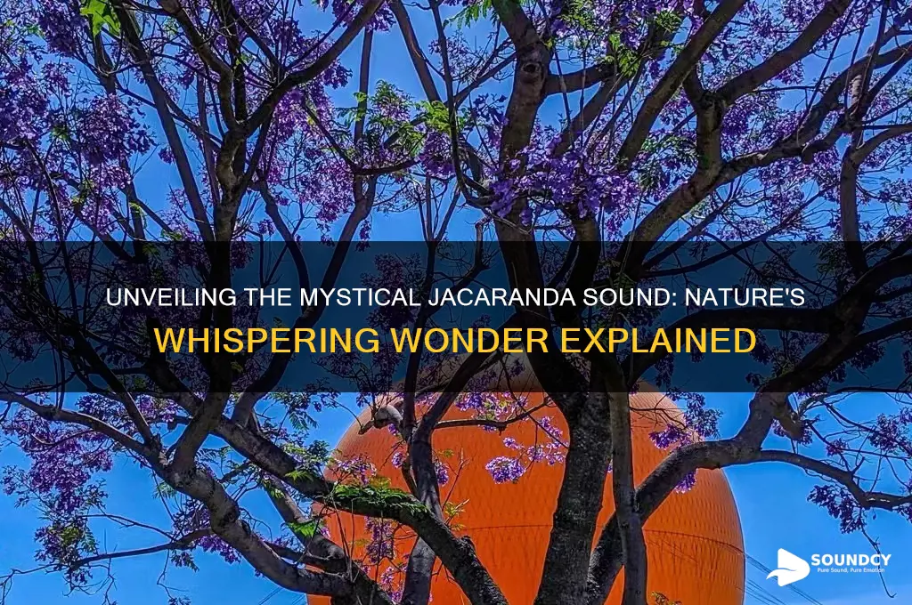 what is the jacaranda sound