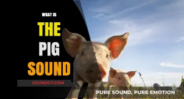 Understanding the Unique Pig Sound: Origins, Meanings, and Variations
