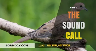 Understanding the Sound Call: Origins, Meanings, and Cultural Significance Explained