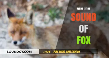 Fox Sounds: What Do They Mean?