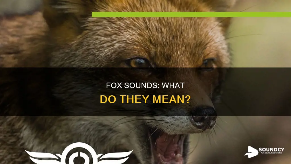 what is the sound of fox