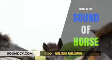 Horse Sounds: Understanding Their Unique Language