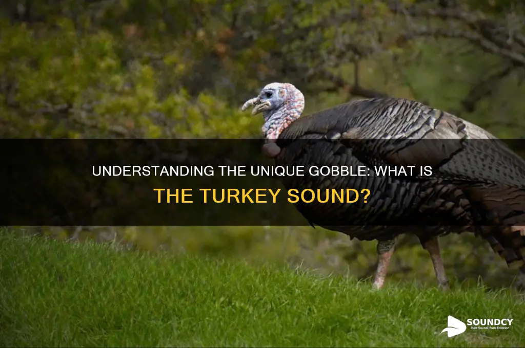 what is the turkey sound