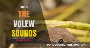 Understanding Vole Sounds: Communication, Behavior, and Ecological Significance