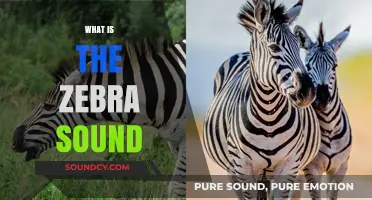 Unveiling the Unique Vocalizations: What is the Zebra Sound?