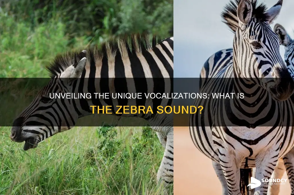 what is the zebra sound