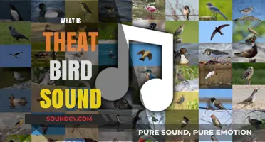 Decoding Bird Sounds: Understanding the Meaning Behind Their Melodies