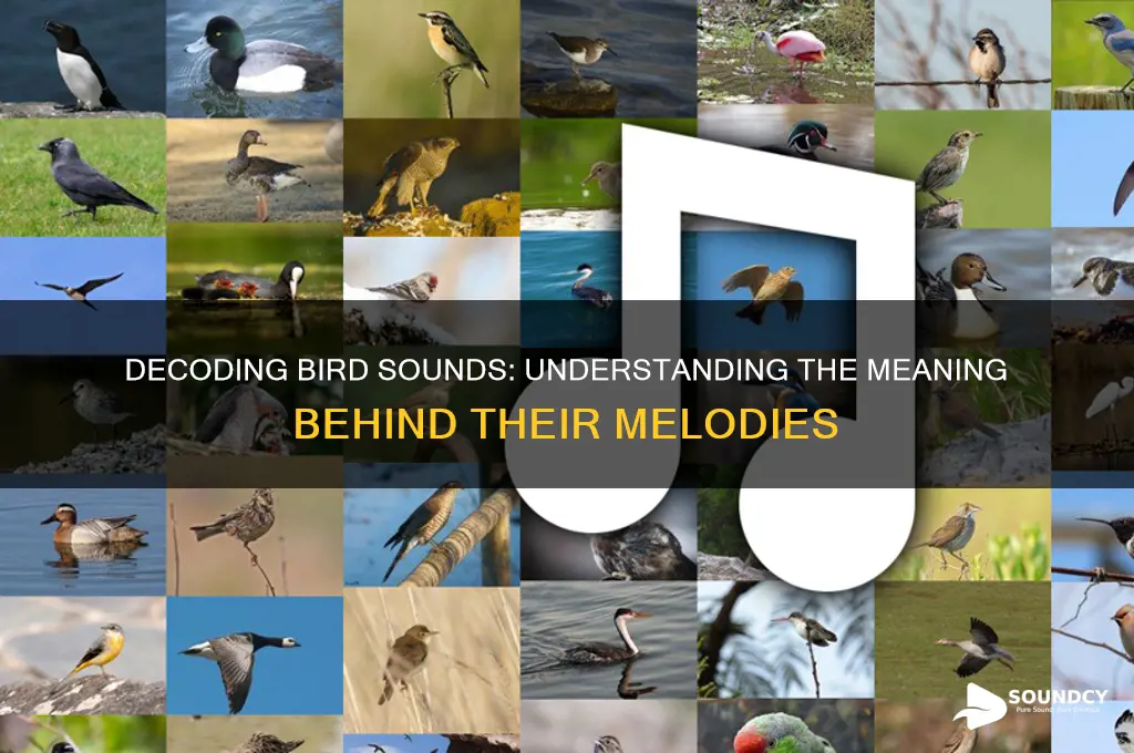what is theat bird sound