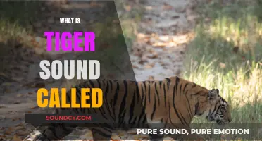 Unveiling the Majestic Roar: What is a Tiger's Sound Called?