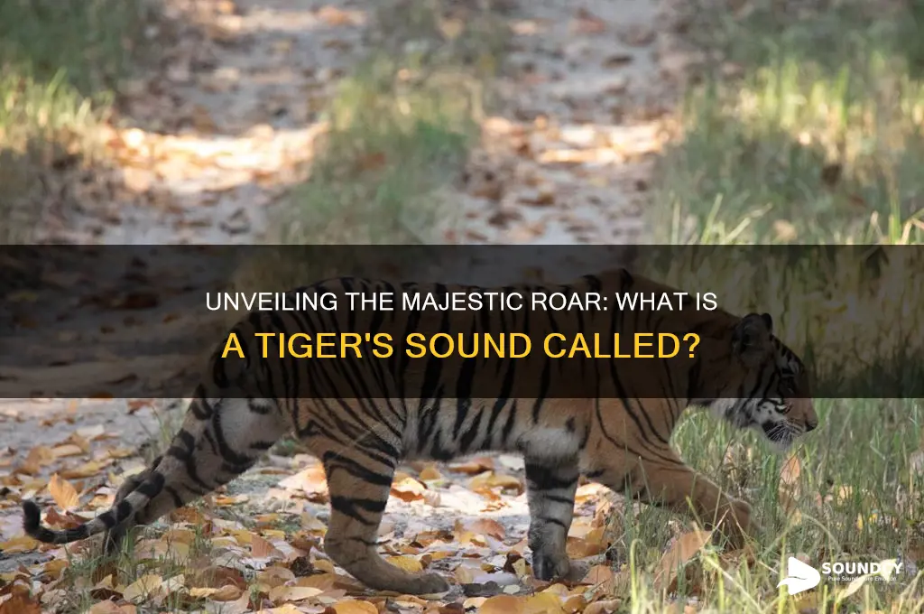 what is tiger sound called