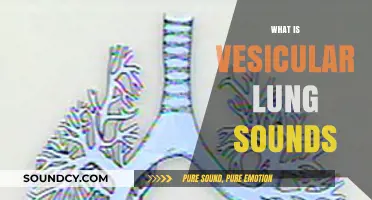 Understanding Vesicular Lung Sounds: Causes, Characteristics, and Clinical Significance