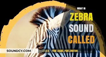 Unveiling the Unique Zebra Sound: What is it Called?
