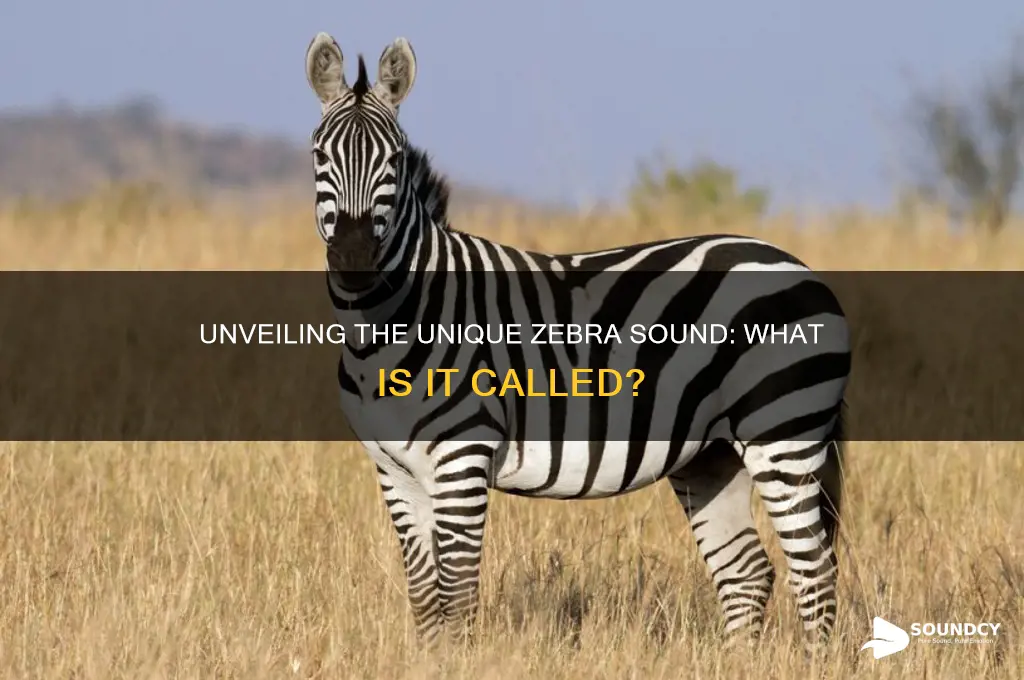 what is zebra sound called